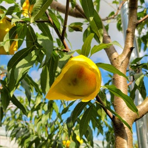 설아복숭아 1.2kg(3-4과) [못난이] 겨울 백도 고당도 아삭 달콤 쫀득 산지직송 설리 설아 복숭아 1.2kg, 1개