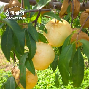 설아복숭아 1.2kg(3-4과) [못난이] 겨울 백도 고당도 아삭 달콤 쫀득 산지직송 설리 설아 복숭아 1.2kg, 1개