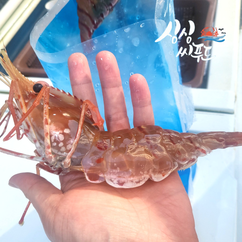제철 활 독도새우 꽃새우 닭 도화 자연산 생물 생새우 급냉 500g 1kg
