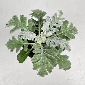 아비가든 백묘국 소품+받침 야생화 유리호프스 공기정화식물