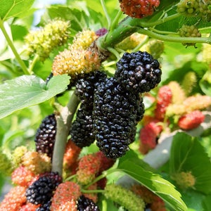 올바담 전북 고창 오디 열매 특품 1kg 2kg 5kg 과상2호 토종 급속동결 냉동