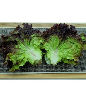 야채이야기 국내산 싱싱한 꽃상추 적상추 1kg