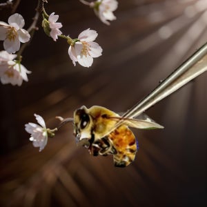 벌침 벌 봉침 벌침용 벌 효능 영양 먹이 서비스 100마리