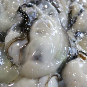 통영 횟감용 햇 생굴1kg