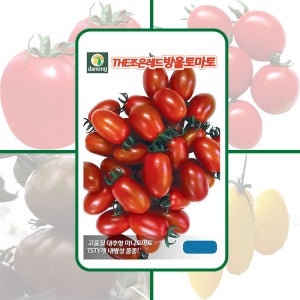 (다농,뉴코리아팜) THE조은레드 방울토마토 1천립 고품질 대추형 TSTY계 미니토마토 씨