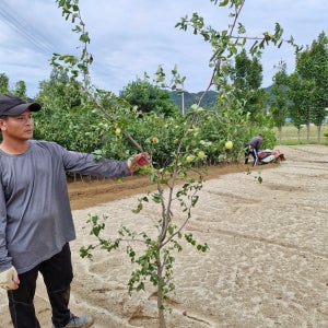 대추나무 왕사과대추(사홍)3년생 결실주분묘