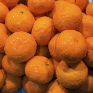 제주 노지감귤 타이벡 감귤 3kg 5kg 10kg