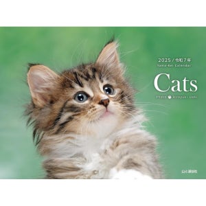 고양이달력 2025년 아기 고양이 벽걸이용 Cats (야마케이 캘린더 2025)
