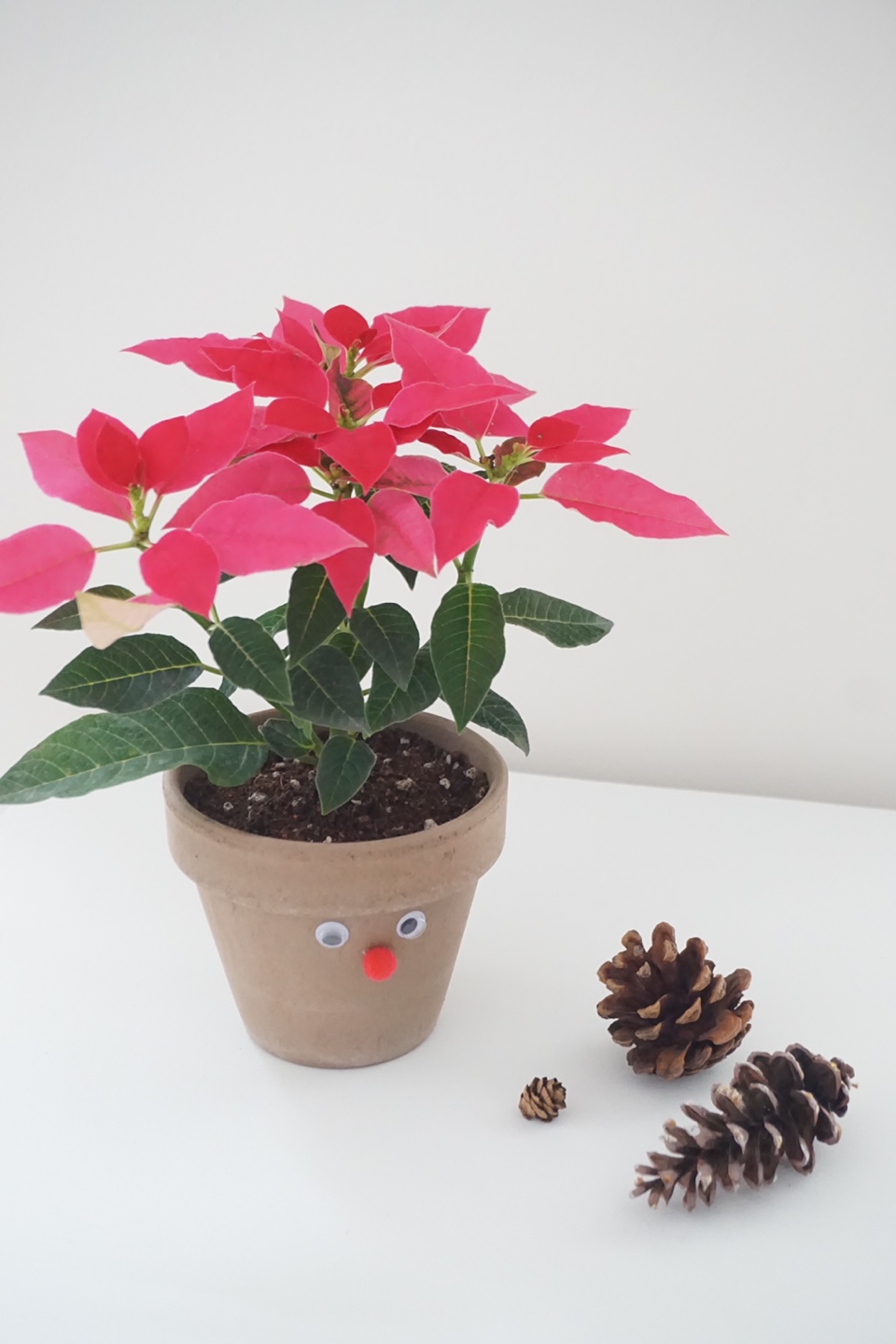 포인세티아 식물수업 가드닝클래스 가드닝키트발송 참여수업키트 교육연수키트 꽃꽂이수업 플라워레슨 플라워원데이클래스