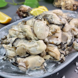 경남 통영 고성 제철 최상급 싱싱한 굴 생굴 깐굴 1kg