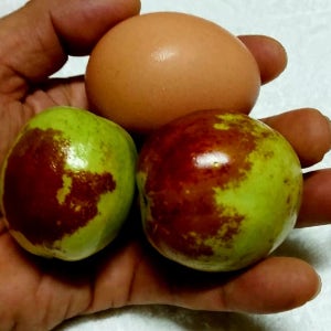 대추나무 왕사과대추 접목1년생묘목 특묘