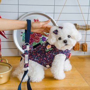 강아지리드줄 강아지산책줄 소형견 할머니 펫츠앤미 1.6m