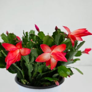 아비가든 게발선인장 중대품+받침+영양제 레드, 화이트 풍성한 꽃봉오리