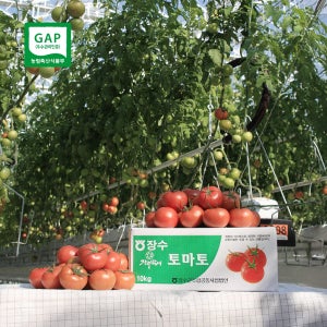농장 직송 GAP 유럽종 완숙토마토 3kg 5kg 10kg 주스용 요리용 못난이
