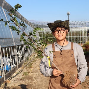 사과 대추나무 묘목 3년생 분묘