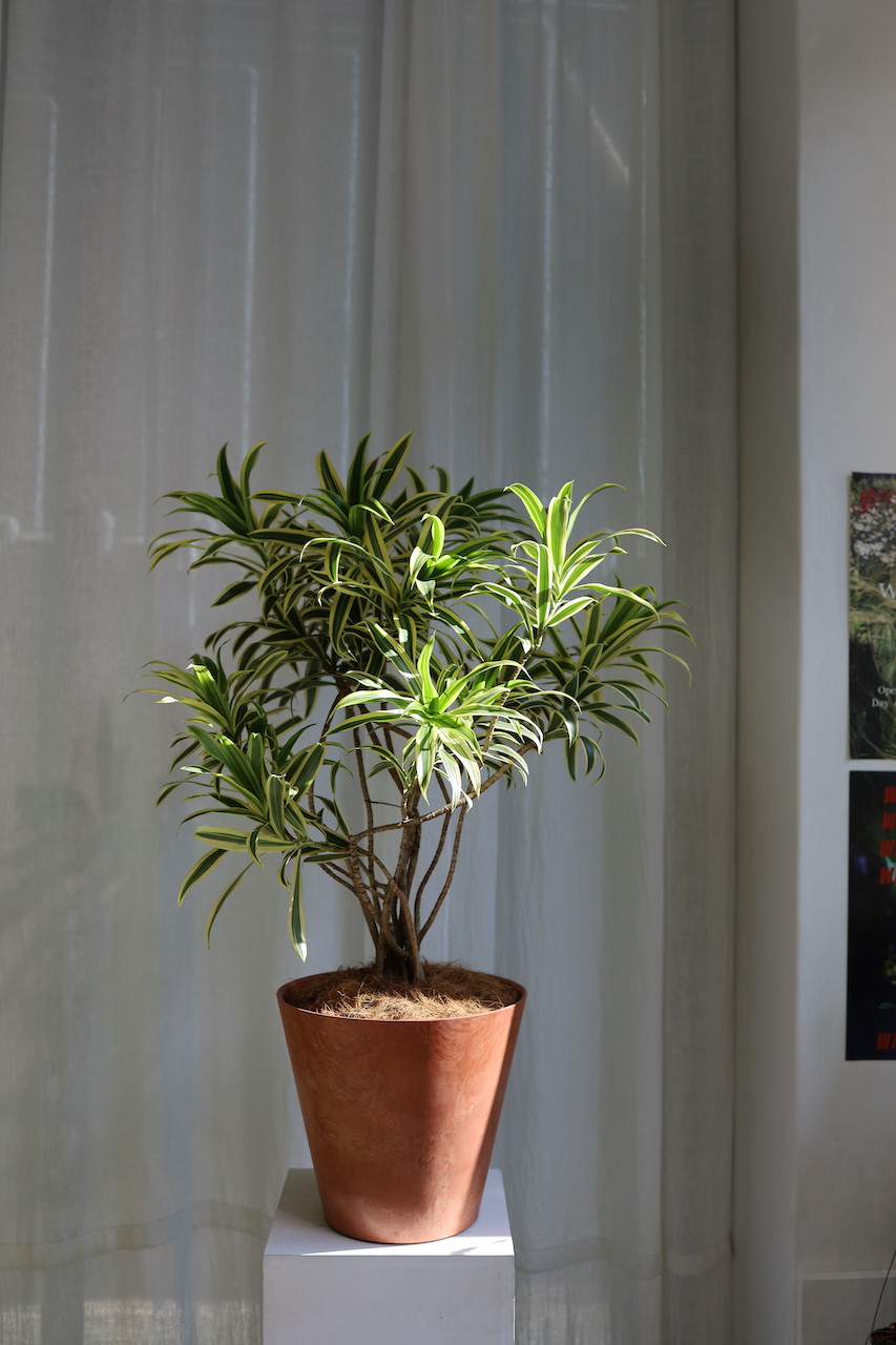 [<b>위트</b>앤<b>그라스</b>] 송오브인디아 /동일품/🚗차량배송