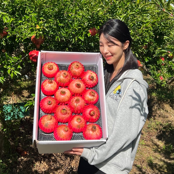 2026년 국내산 고흥 석류 생과 산지 직송 햇석류 생석류 제철 과일 5kg