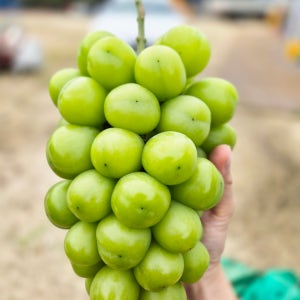 고당도 샤인머스켓 2kg 망고포도 선물 세트 가정용 농장직영 특품