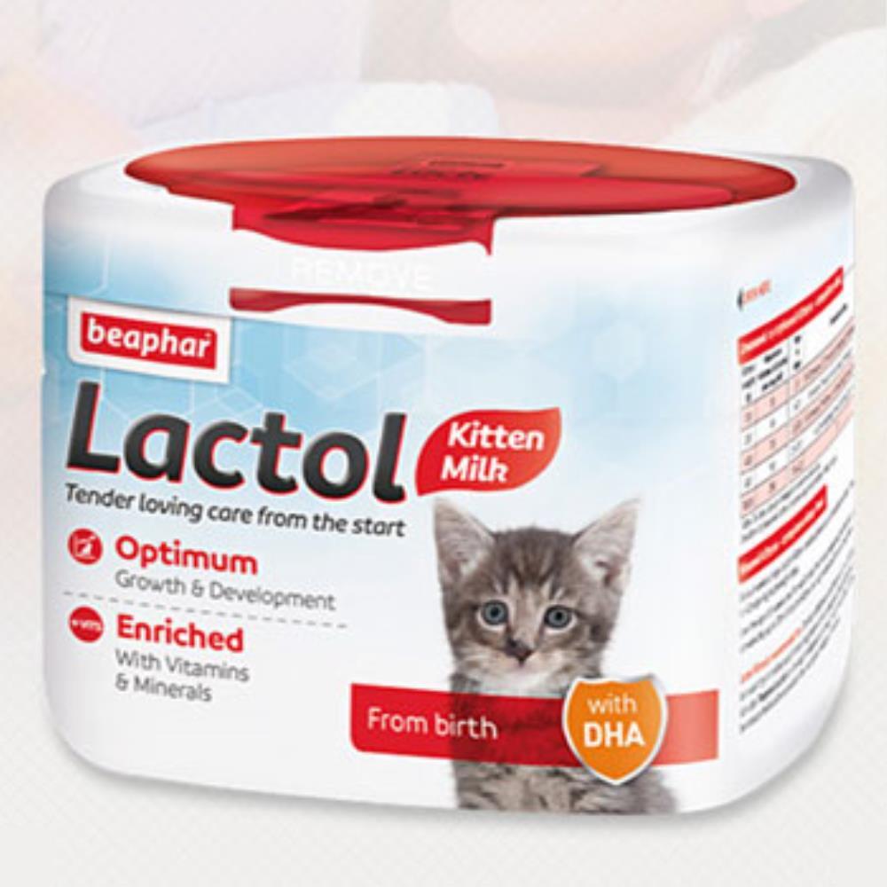 Scottish Fold (스코티시 폴드)