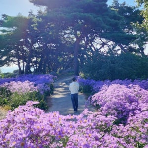 개미취 씨앗 20알 늦가을파종