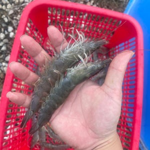 국산 생물 왕새우 저녁메뉴추천 회 구이 초밥