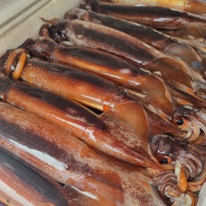 국내산 손질 오징어 통오징어 오징어통찜 오징어순대 3마리 500g 이상 아이엔씨푸드