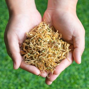 중국산 말린 인동덩굴꽃 금은화 효능 약초 약재 200g