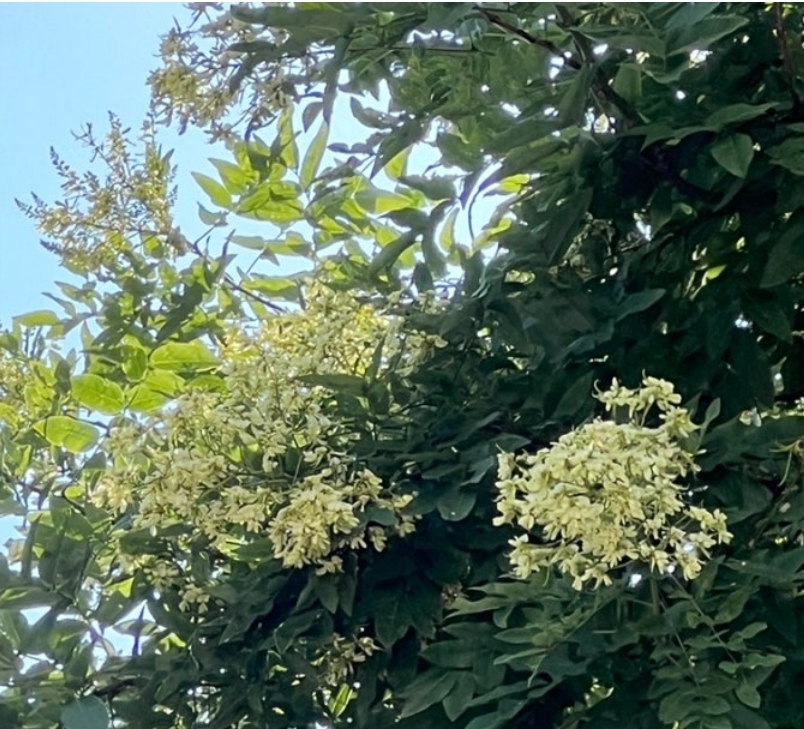 <b>회화나무</b> 묘목 실생1년