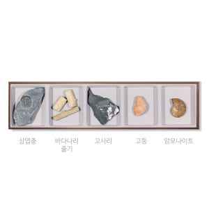 HS-1005 5종화석표본 삼엽충 바다나리줄기 고사리 고둥