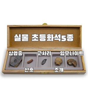 ARi-D4505 초등화석5종 삼엽충 산호 고사리 조개 암모나이트