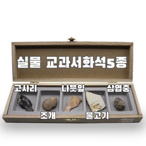 ARi-D4503-5p 교과서화석5종 고사리 조개 나뭇잎 물고기 삼엽충