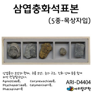 화석 삼엽충화석표본 실험용 과학기자재 실험기자재 연구 도구