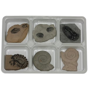 화석이야기 교과서에나오는 삼엽충3종 암모나이트3종 연구