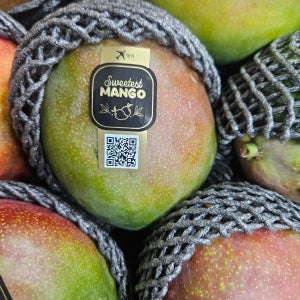 프리미엄 브라질 망고 야채도사 프리미엄