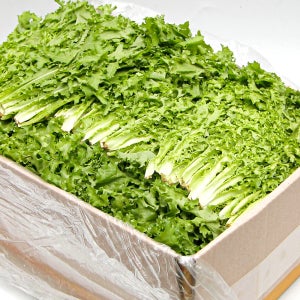 푸레아 국내산 특품 치커리 반박스 1kg 한박스 2kg 쌈채소 모듬쌈 가락시장 당일새벽경매