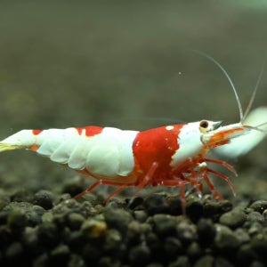 CRS새우 10마리 레드비 관상용새우 키우기