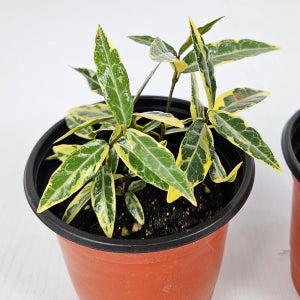 아비가든 무늬 칼마삭 소품 1개 마삭줄 키우기쉬운식물