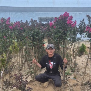 배롱나무묘목 목백일홍나무 핑크벨로 3년분 특묘 여름 꽃나무