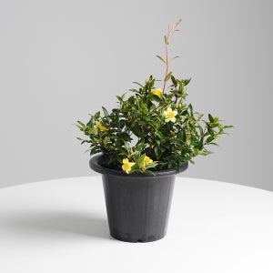 데팡스 개나리자스민 중품 캐롤라이나 꽃모종 야생화 노란꽃 봄꽃