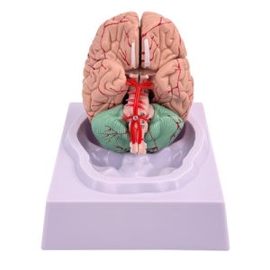 인체 뇌 해부모형R 실험기자재 연구 도구 실험 과학 교육 기구