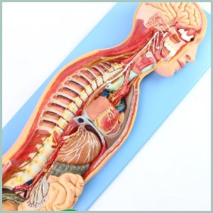 인체 자율 신경계 해부모형R 연구 도구 실험 과학 교육 기구
