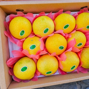 제주 황금향 가정용 선물용 3kg 5kg 10kg