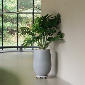 몬스테라 플랜테리어 키우기 쉬운 반려식물