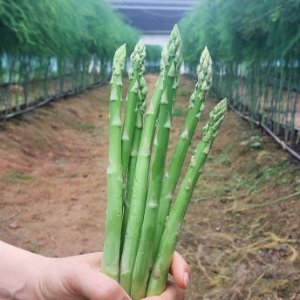 국산 청정지역 산지직송 아스파라거스 생재 500g 1kg