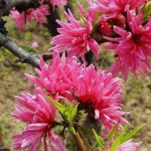 충북농원 경무화도 (경무도화) 꽃복숭아나무 묘목 - 접목묘