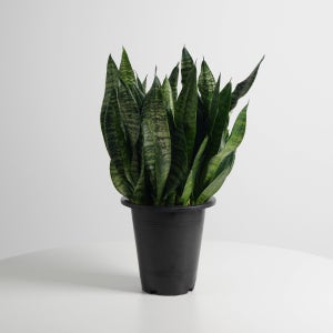 데팡스 중품 타이거 산세베리아 공기정화식물 반려식물 플랜테리어 포트 화분
