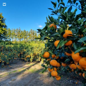 제주 고당도 감귤 서귀포 맛있는 귤농장 노지 조생 3kg