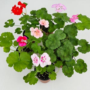 아비가든 제라늄 2개+받침2개 사계절꽃 페라고늄