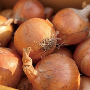 25년 햇양파 국내산 홍팜 양파 10kg