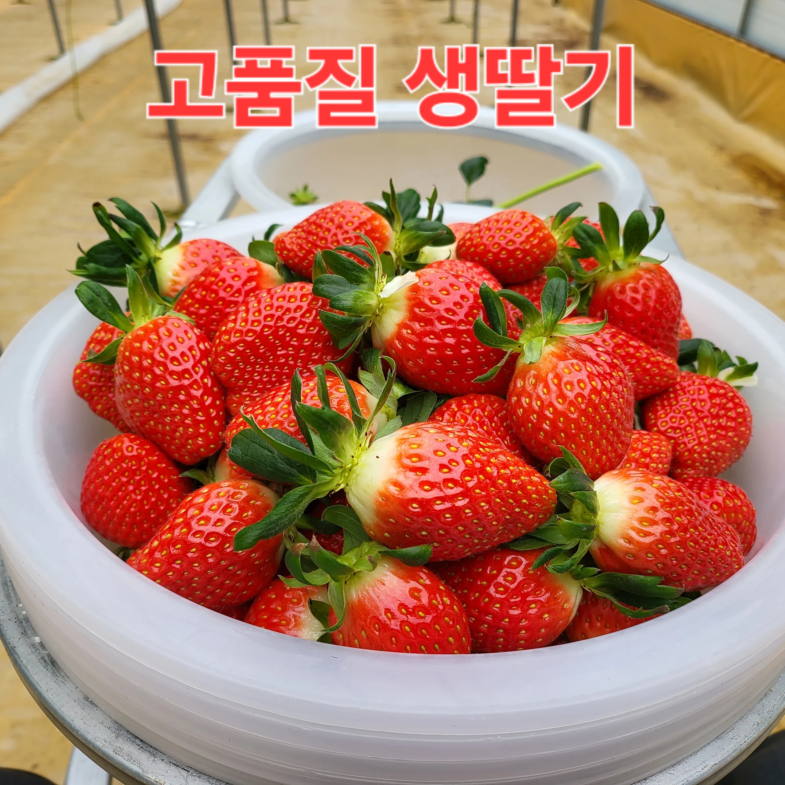 산지직송 제천 프리미엄 생딸기 새콤달콤 제천얼음딸기 750g